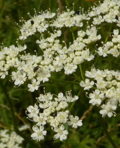 pimpinella major