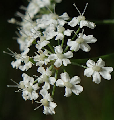 pimpinella major