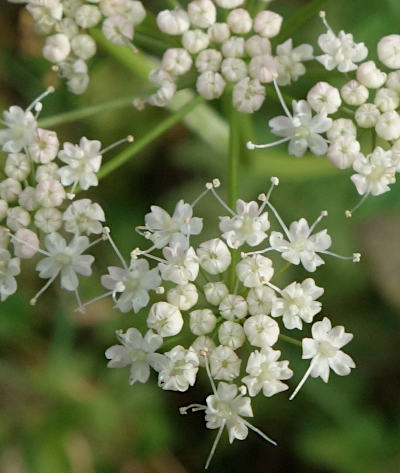 pimpinella major