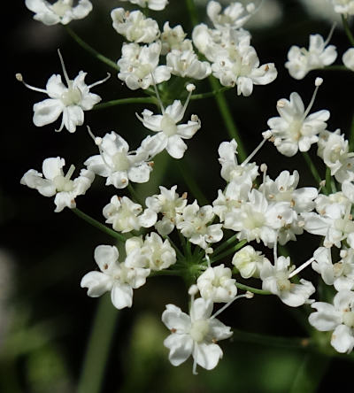 pimpinella saxifraga