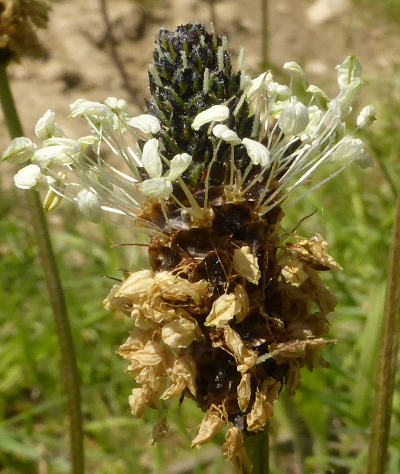 plantago lanceolata