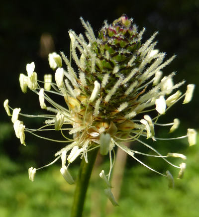 plantago lanceolata