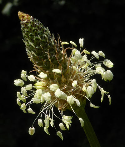 plantago lanceolata