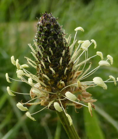 plantago lanceolata