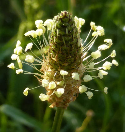 plantago lanceolata