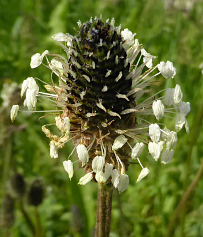 plantago lanceolata