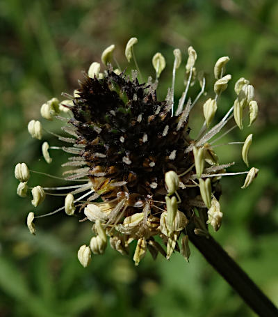 plantago lanceolata