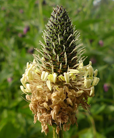 plantago lanceolata