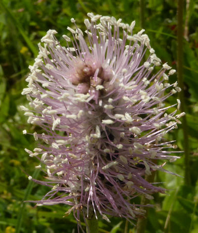 plantago media