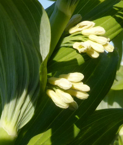 polygonatum multiflorum