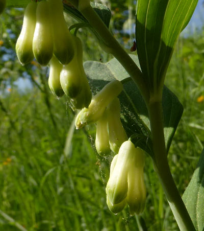 polygonatum multiflorum