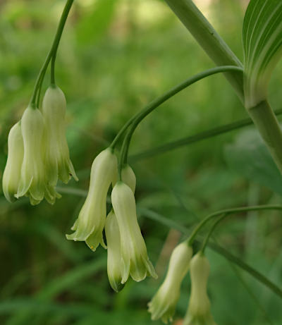 polygonatum multiflorum