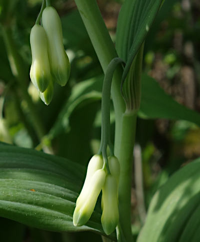 polygonatum multiflorum