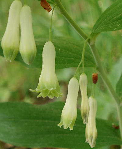 polygonatum multiflorum