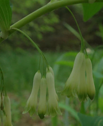 polygonatum multiflorum