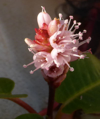 polygonum amphibium