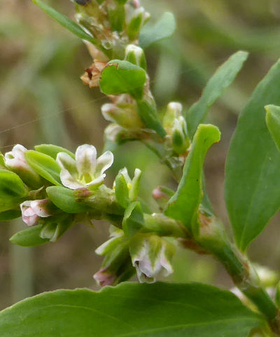 polygonum aviculare