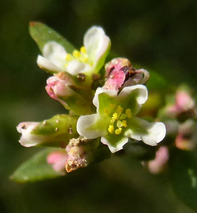 polygonum aviculare