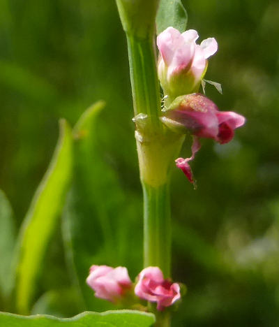 polygonum aviculare