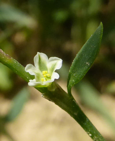 polygonum aviculare