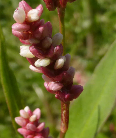 polygonum lapathifolium