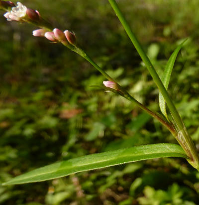 polygonum minor