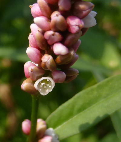 polygonum persicaria