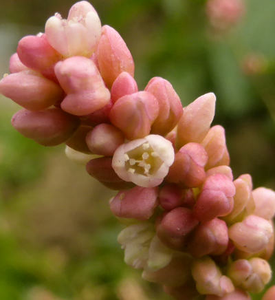 polygonum persicaria