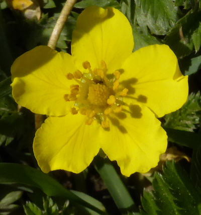 potentilla anserina