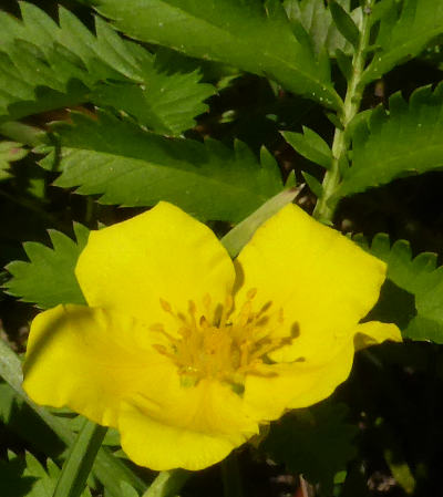 potentilla anserina