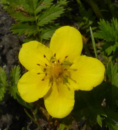 potentilla anserina