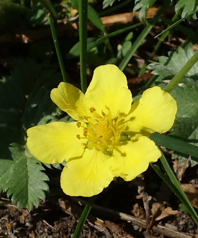 potentilla anserina