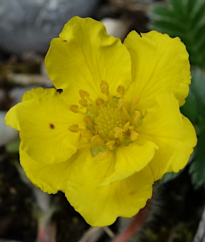 potentilla anserina