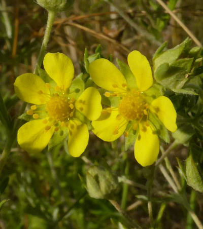 potentilla argentea