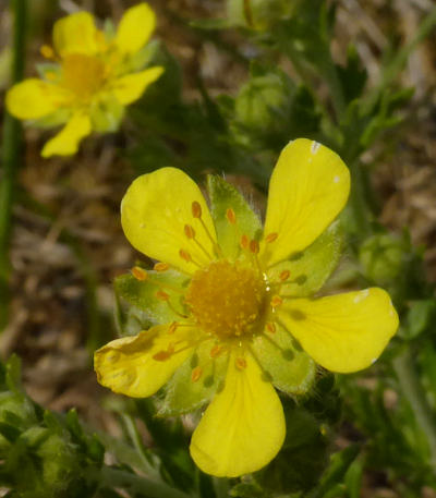 potentilla argentea