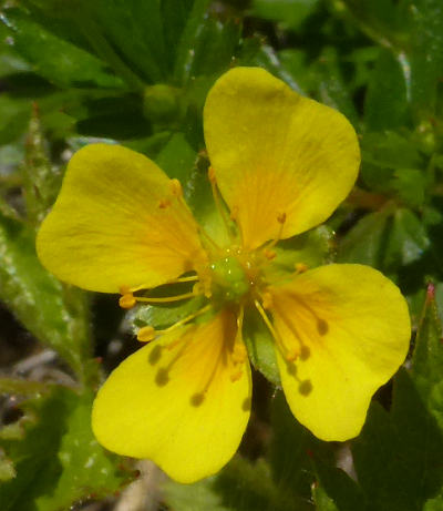 potentilla erecta