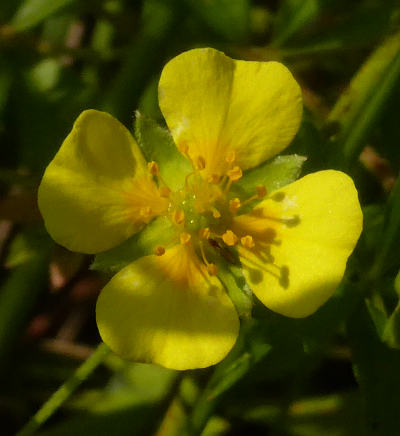 potentilla erecta