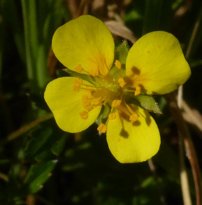 potentilla erecta