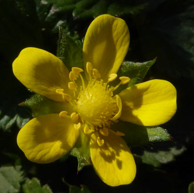 potentilla indica