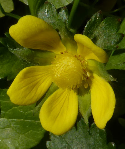 potentilla indica