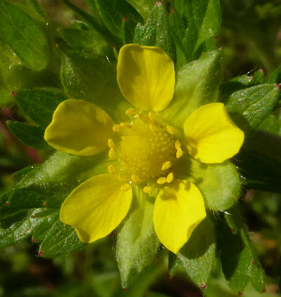 potentilla recta