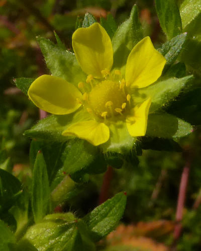 potentilla recta