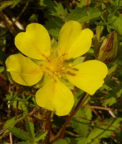 potentilla reptans