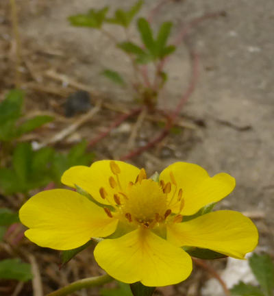 potentilla reptans