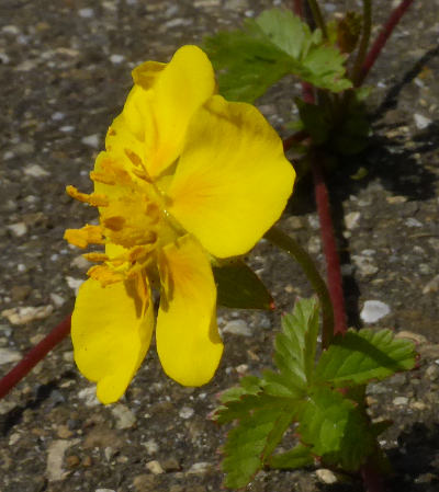 potentilla reptans