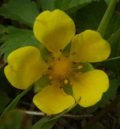 potentilla reptans