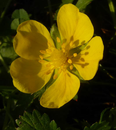 potentilla reptans