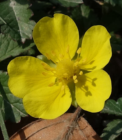 potentilla reptans