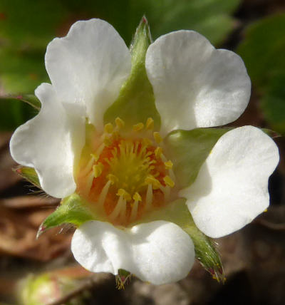 potentilla sterilis