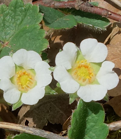 potentilla sterilis